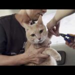 「シャー！」怒られるのを覚悟して猫とドライブ爪切りをしたら(YouTube)