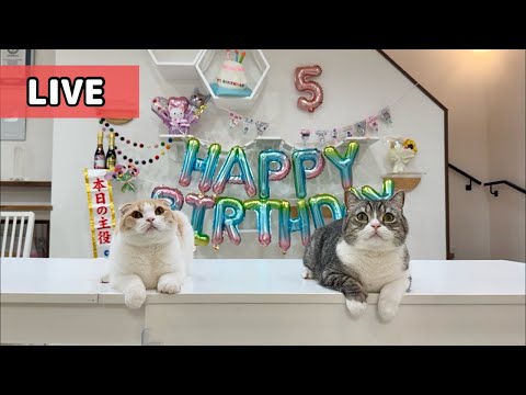 【祝】もち様・5歳のお誕生日パーティー🎂(YouTube)