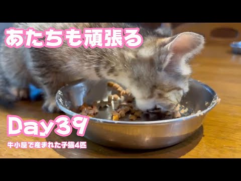 あたちも頑張るニャン  牛小屋で産まれた子猫4匹 Day39  Hana167 Neo95 Hikari70  2024 10 19 2(YouTube)