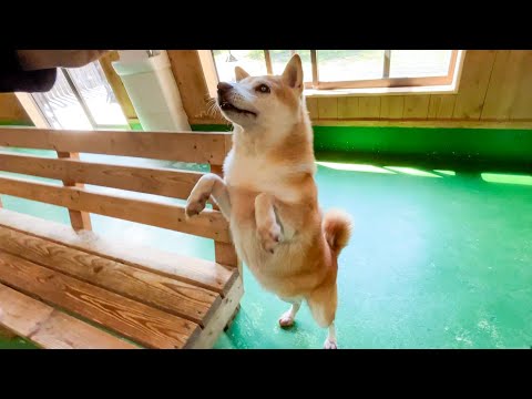 エサを前にテンションが急上昇して急降下する柴犬はこちらです(YouTube)