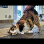 猫島行きのフェリー乗り場にいる猫がかわい過ぎる(YouTube)