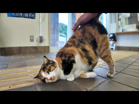 猫島行きのフェリー乗り場にいる猫がかわい過ぎる(YouTube)