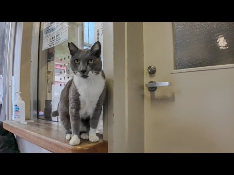 今日はフェリー乗り場受付に鳩みたいな声を出す猫がいました(YouTube)
