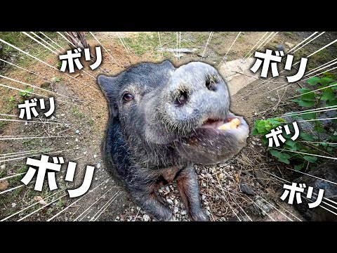 ミニブタが栗を殻ごとボリボリ食べる咀嚼音が最高だった!!!!!(YouTube)