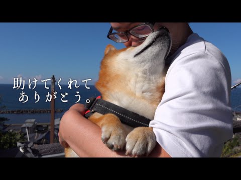 飼い主の異変を察した柴犬の気遣いに涙が溢れました。(YouTube)