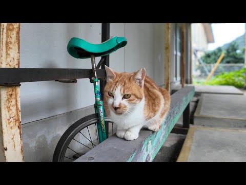 茶トラ猫小学校、昼休みは平均台で遊びます(YouTube)