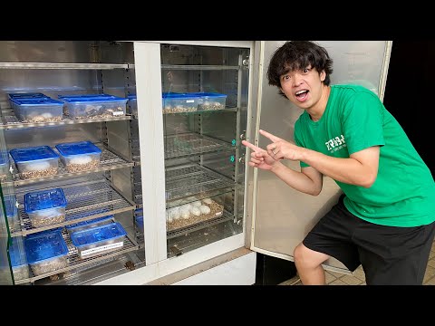 iZooで管理している孵卵器の中を見させてもらうと…(YouTube)