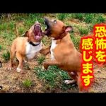 時には恐怖を感じるアメリカン ピット ブルテリアを理解できる動画はこちら(YouTube)