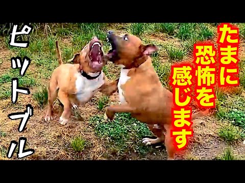 時には恐怖を感じるアメリカン ピット ブルテリアを理解できる動画はこちら(YouTube)