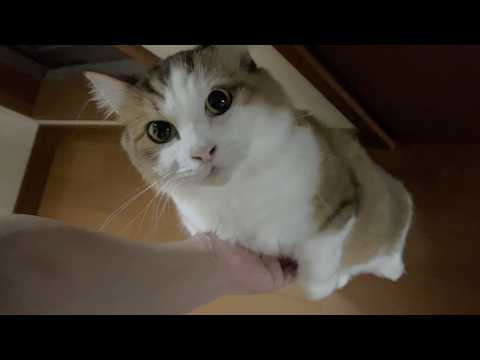 「おはよう」と言いながら登ってこようとする猫みたいなぬいぐるみ(YouTube)