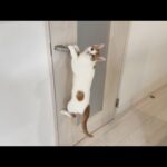 扉にチャイルドロックをつけられてイタズラできなくなった子猫がこうなっちゃってました…w(YouTube)