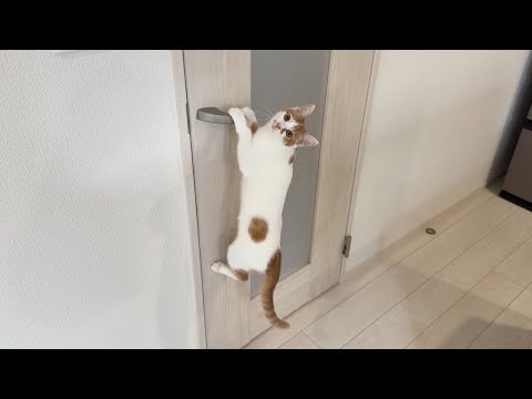扉にチャイルドロックをつけられてイタズラできなくなった子猫がこうなっちゃってました…w(YouTube)