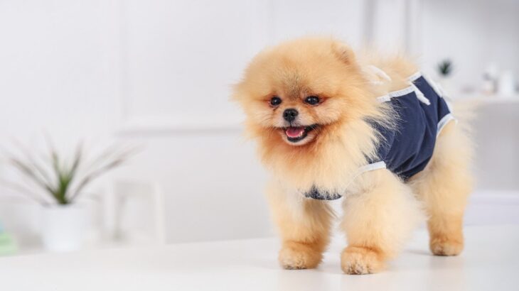 犬の去勢・避妊って必要なの？　飼い主が理解しておくべきメリットとデメリットとは(ブログ)
