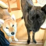 『台所には入っていけない』4年間守っていたルールを破った犬…まさか過ぎる『理由』が泣けると729万再生「かっこいい…」「忠誠心すごい」(ブログ)