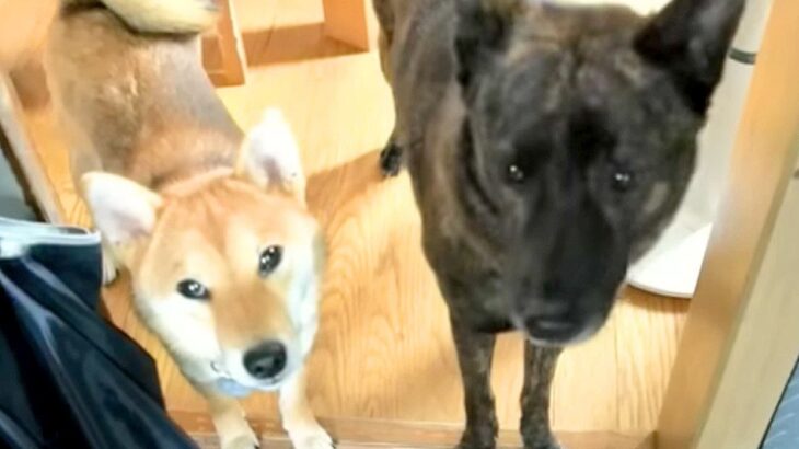 『台所には入っていけない』4年間守っていたルールを破った犬…まさか過ぎる『理由』が泣けると729万再生「かっこいい…」「忠誠心すごい」(ブログ)