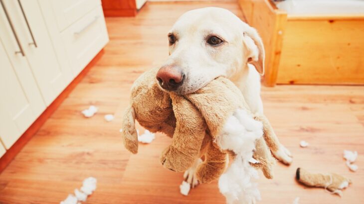 犬がおもちゃを壊してしまうのはなぜ？　その3つの理由から対策方法までご紹介(ブログ)