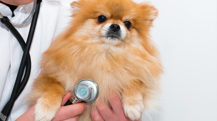 寒い季節になると増加する犬の病気5つ　油断できない主な初期症状から予防策まで解説(ブログ)