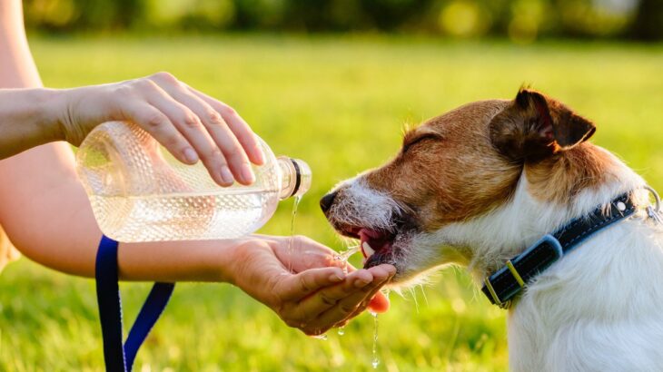 犬に絶対与えてはいけない『水』5選　健康被害を招く危険性や正しく与えるポイントまで(ブログ)