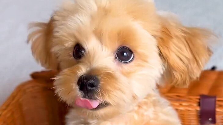 『前足がない犬』を覚悟の上でお迎えした結果…胸打たれる『まさかの姿』に涙が止まらないと94万再生「ポジティブ過ぎて泣いた」「素敵すぎる」(ブログ)