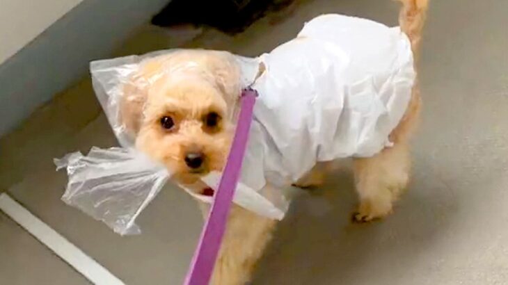 雨具が無かったので『犬にビニールを被せて散歩に行った』結果…想定外だった『まさかのハプニング』が432万再生「ドヤ顔で歩くの草」(ブログ)