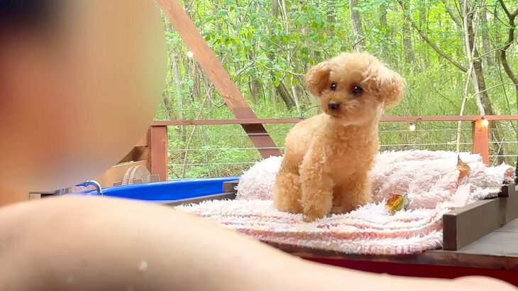 温泉旅行に行ったら『超甘えん坊の犬』が…思った以上に『片時も離れない姿』が尊すぎると28万再生「仲良しカップルｗ」「癒やされました」(ブログ)