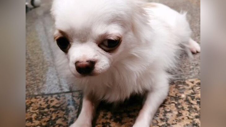 『1歳2ヶ月で売れ残っていた犬』を飼った結果…過去からは想像できない『お迎え後の姿』に涙が溢れると23万再生「泣いた」「運命」と感動(ブログ)