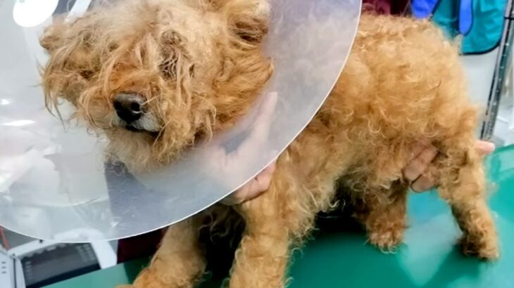 8年間、飼い主に放置された犬をトリミングした結果…涙溢れる『ビフォーアフター』が52万再生「まさに魔法の手」「絶対に幸せになって」と称賛(ブログ)