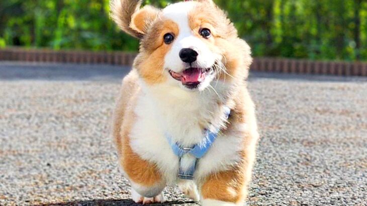 子犬が『お散歩の練習』をした結果…悶絶級の『満面の笑み』に1万4000いいね集まる「楽しそうなのが伝わってくる」「可愛すぎ」と絶賛の声(ブログ)