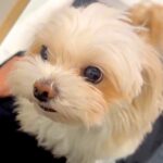 『犬カフェに行って浮気した』と伝えてみたら、犬が…とんでもなく尊い『ブチギレの仕方』が93万再生「絶対に言葉理解してるｗ」「可愛すぎる」(ブログ)