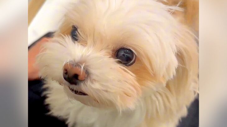 『犬カフェに行って浮気した』と伝えてみたら、犬が…とんでもなく尊い『ブチギレの仕方』が93万再生「絶対に言葉理解してるｗ」「可愛すぎる」(ブログ)