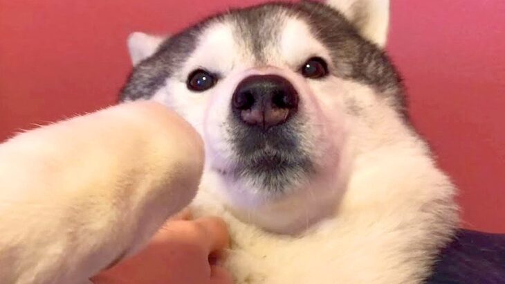 大嫌いな爪切りの最中、大型犬が変な声を出すのでマネしてみたら…想定外な『まさかの反応』が199万再生「ドン引きしてて草」「顔ツボるｗ」(ブログ)