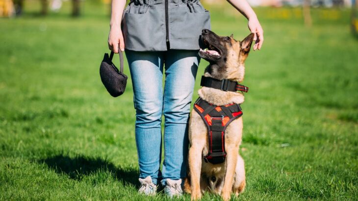 『賢い犬と頭の回転が遅い犬』の違いとは？知能を判断するポイントや育て方の違いまで(ブログ)