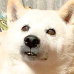 ひとりぼっちでお留守番していた犬…お母さんの帰宅に『喜びが限界突破する姿』が32万再生「はしゃぐの可愛すぎる」「嬉しそうな声ｗ」と絶賛(ブログ)