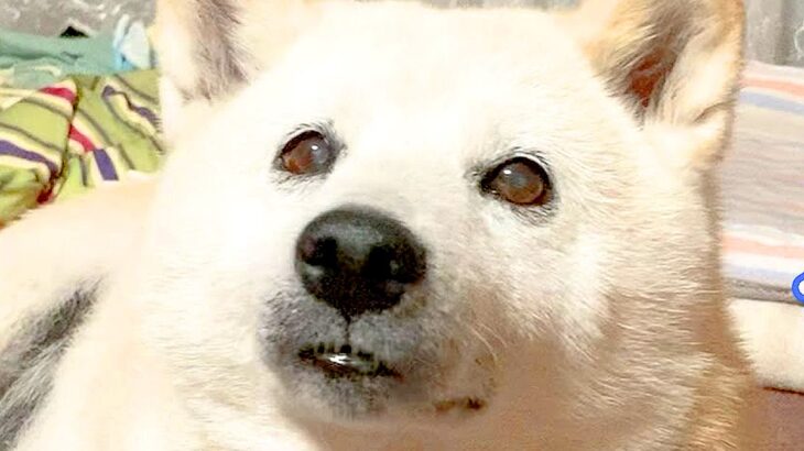 ひとりぼっちでお留守番していた犬…お母さんの帰宅に『喜びが限界突破する姿』が32万再生「はしゃぐの可愛すぎる」「嬉しそうな声ｗ」と絶賛(ブログ)