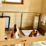 犬が『地震の前』にみせる異常行動4選　揺れが起きる前、愛犬は何を感じているの？(ブログ)