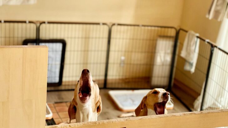 犬が『地震の前』にみせる異常行動4選　揺れが起きる前、愛犬は何を感じているの？(ブログ)