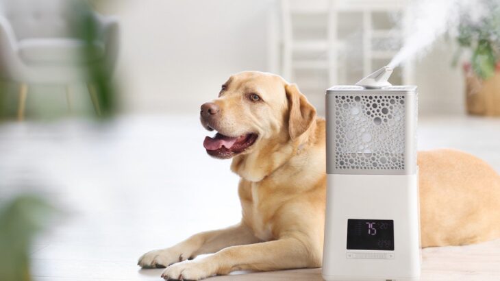 愛犬との暮らしで加湿器を使う時の注意点3つ　適切ではない使用法や快適に過ごすためにできることとは(ブログ)