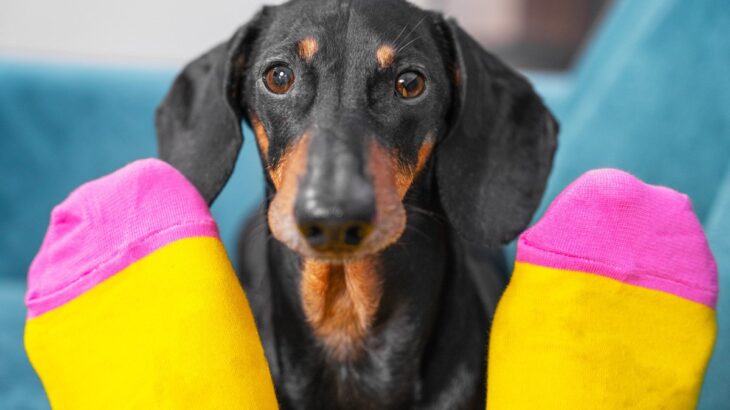 犬が『靴下』を好む理由　くわえて離さないときはどうしたらいいの？注意点まで(ブログ)