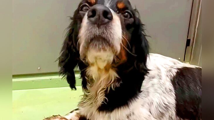 交通事故で下半身不随、瀕死になった犬が…奇跡的すぎる『3ヶ月後の姿』に涙が止まらないと33万再生「すごい生命力」「胸が熱くなった」と感動(ブログ)