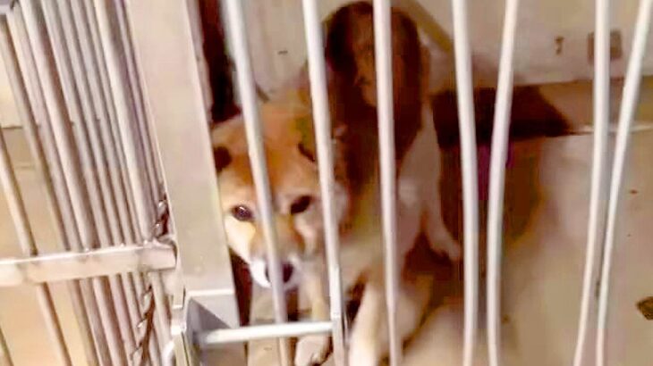 元の飼い主から見捨てられ、悲しい犬生を送ってきたワンコ…嘘のような『現在の姿』が泣けると話題「涙が出ました」「これからは幸せに」と賞賛(ブログ)