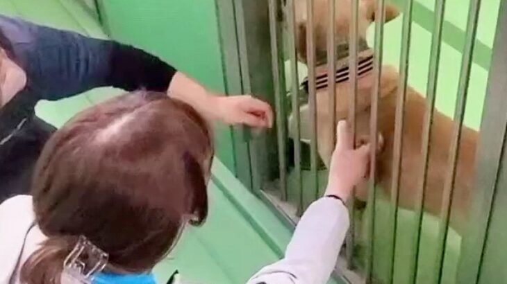 人のことが大好きなのに捨てられた犬…『連れて帰って』と訴える切ない光景と『現在の姿』に涙が溢れると77万再生「言葉が出ない」「泣いた」(ブログ)