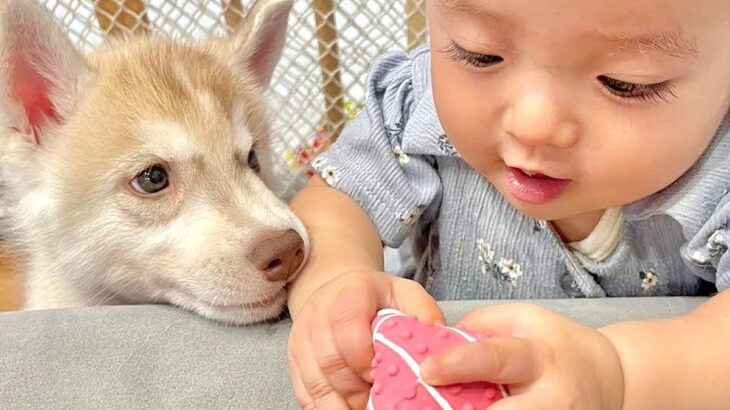 赤ちゃんにボール遊びを教えていたら、大型犬たちが…とんでもなく尊い『平和すぎるやり取り』が3万再生「すべてが愛おしい」「自然と笑顔に」(ブログ)