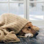 犬が『寒がっている』ときにみせるサイン5選　寒さに弱い犬の特徴とは？(ブログ)
