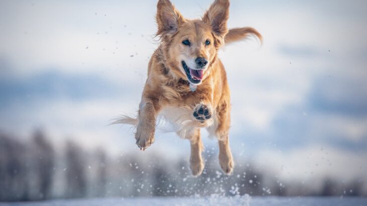 『天然キャラ』と思われている犬種5選　ちょっぴり抜けているワンコの特徴とは？(ブログ)