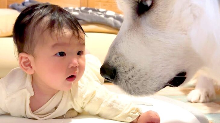 赤ちゃんが『超大型犬に甘えられた』結果…予想外の展開で見せた『尊い反応』が55万再生「甘えっぷりがすごいｗ」「まんざらじゃなさそうで草」(ブログ)