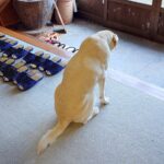 民宿で『お客さんの見送り』に出遅れたら、看板犬が…『あまりにも切ない後ろ姿』に11万いいね集まる「看板犬の鑑」「元気出して」労りの声も(ブログ)
