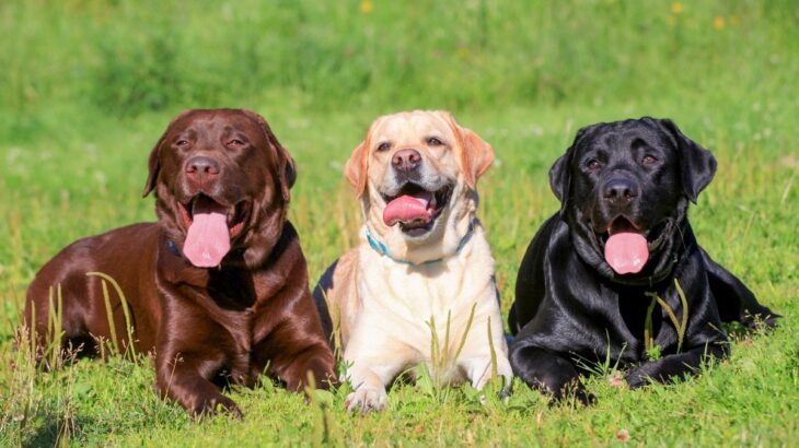 『優しい犬種』5選　温厚と言われている理由やそれぞれの性格・特徴までご紹介(ブログ)