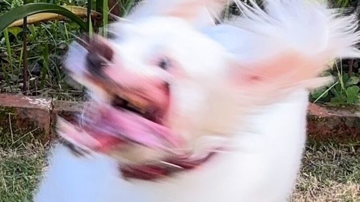 SNSで『犬の写真下手くそ選手権』を開催した結果→まさかの衝撃的な姿が続々と押し寄せる事態に…「参加希望します」と25万いいねの大反響(ブログ)