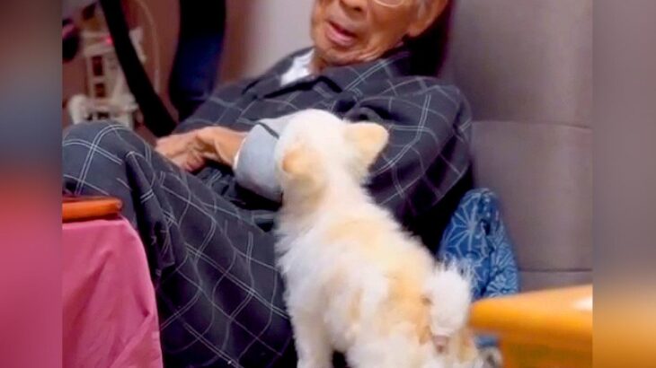 95歳のおじいちゃんが退院、3週間ぶりに再会した犬が…『想像以上の反応』に涙が止まらないと話題「表情で泣いた」「健気すぎる」と2万再生(ブログ)