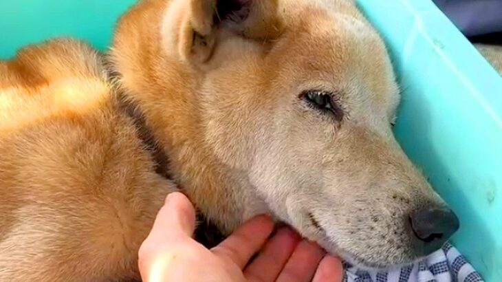 交通事故に遭った『15歳の老犬』を保護した結果…奇跡的な回復と『飼い主との再会』に涙が止まらないと25万再生「信じられない」「嬉しそう」(ブログ)
